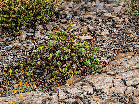 Yellowstone Trip 9-2023 1131-Edit