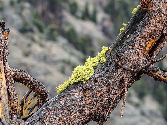 Yellowstone Trip 9-2023 1142-Edit