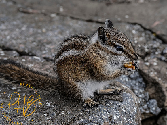 Yellowstone Trip 9-2023 1163-Edit