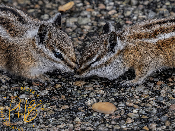 Yellowstone Trip 9-2023 1177-Edit