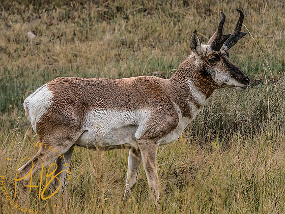 Yellowstone Trip 9-2023 1227-Edit-Edit-Edit