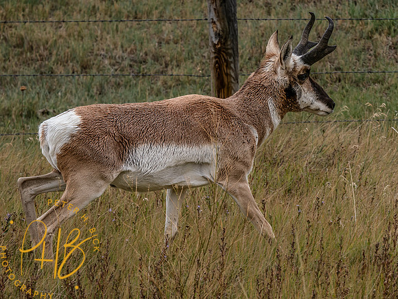 Yellowstone Trip 9-2023 1233-Edit
