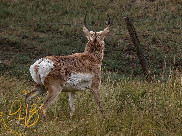 Yellowstone Trip 9-2023 1234-Edit