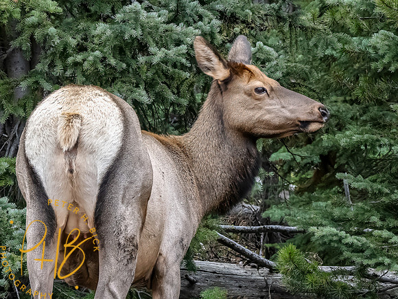 Yellowstone Trip 9-2023 1394-Edit