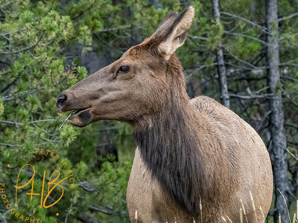 Yellowstone Trip 9-2023 1418-Edit