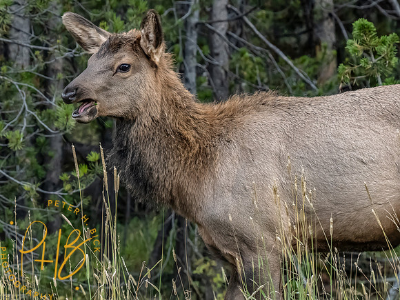 Yellowstone Trip 9-2023 1434-Edit