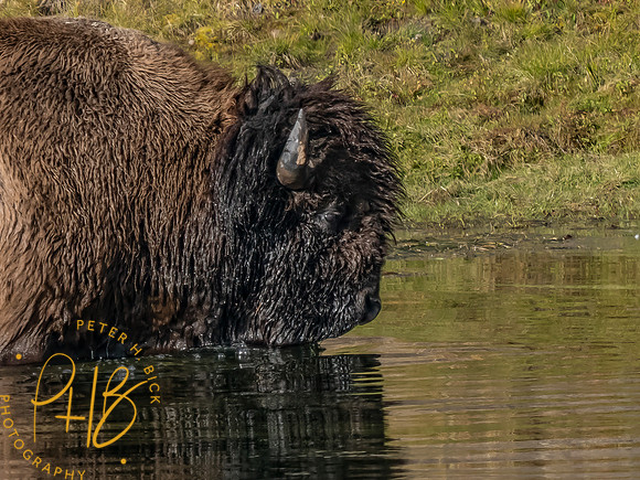 Yellowstone Trip 9-2023 1463-Edit