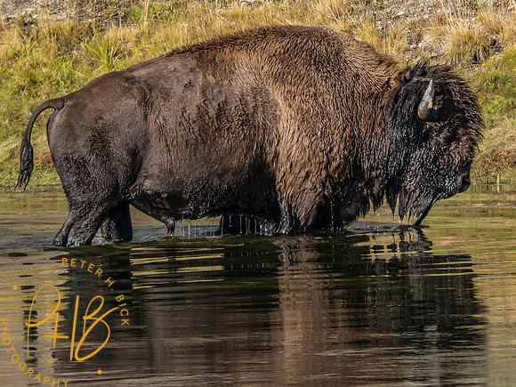 Yellowstone Trip 9-2023 1466-Edit