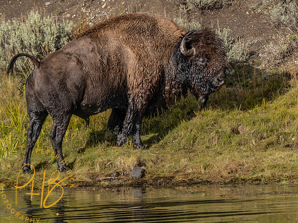 Yellowstone Trip 9-2023 1484-Edit