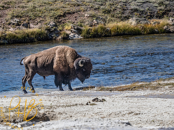 Yellowstone Trip 9-2023 1677-Edit