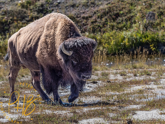 Yellowstone Trip 9-2023 1686-Edit