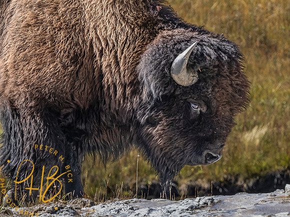 Yellowstone Trip 9-2023 1723-Edit