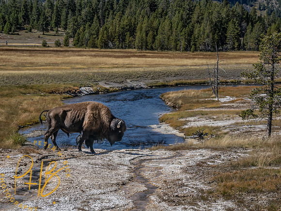 Yellowstone Trip 9-2023 1734-Edit