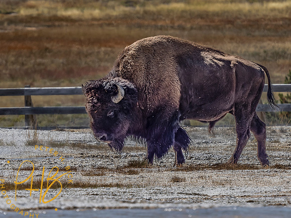 Yellowstone Trip 9-2023 1760-Edit