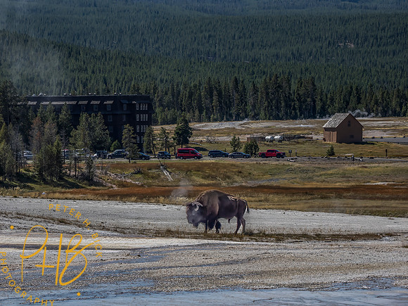 Yellowstone Trip 9-2023 1762-Edit