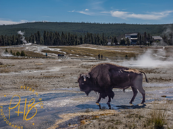 Yellowstone Trip 9-2023 1767-Edit