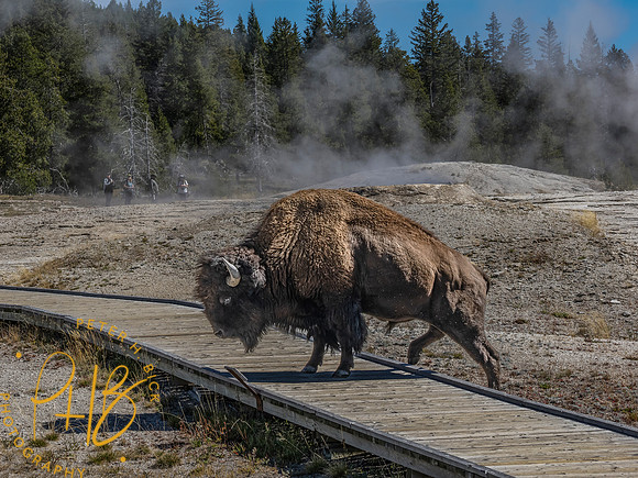 Yellowstone Trip 9-2023 1772-Edit