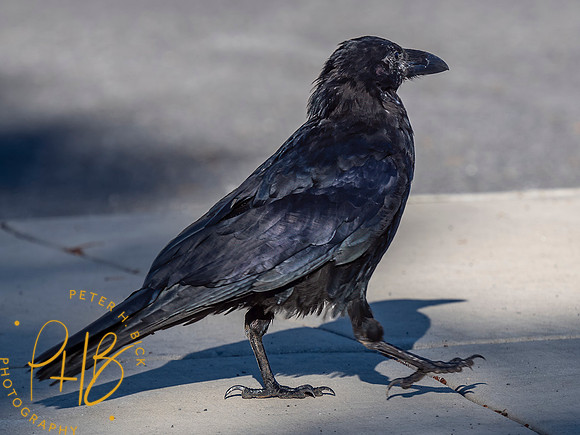 Yellowstone Trip 9-2023 2009-Edit