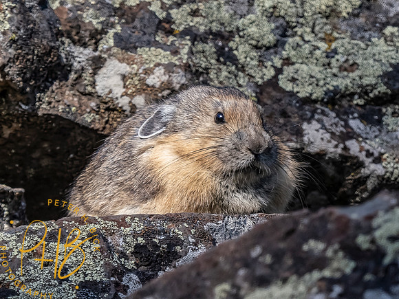 Yellowstone Trip 9-2023 2158-Edit