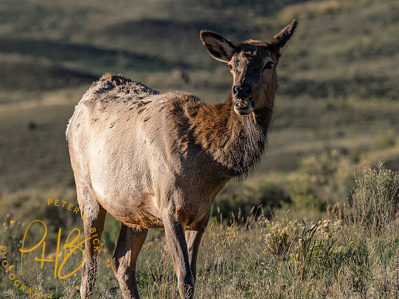 Yellowstone Trip 9-2023 2188-Edit