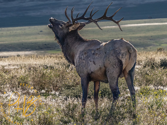 Yellowstone Trip 9-2023 2220-Edit