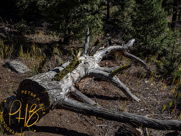Yellowstone Trip 9-2023 2261-Edit