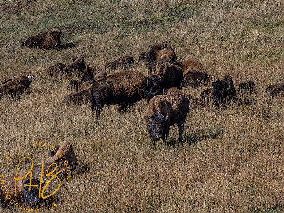 Yellowstone Trip 9-2023 2328-Edit