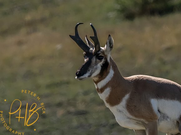 Yellowstone Trip 9-2023 2344-Edit