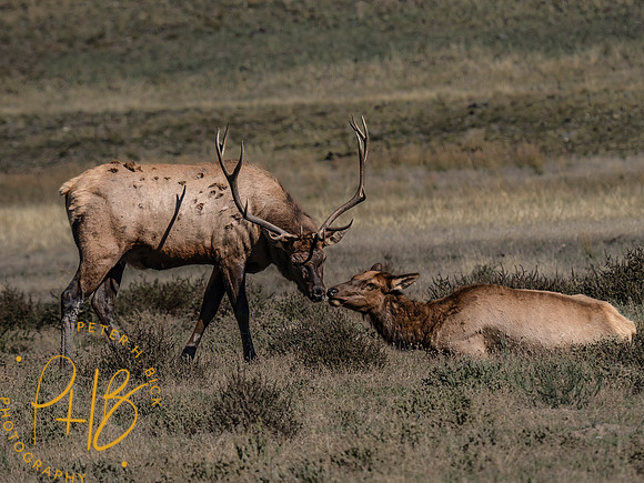 Yellowstone Trip 9-2023 2350-Edit
