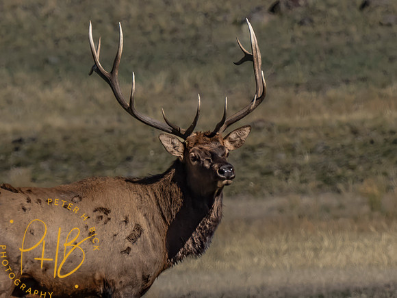 Yellowstone Trip 9-2023 2359-Edit