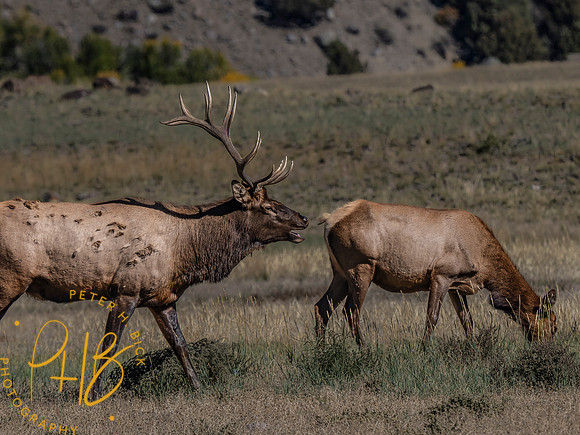Yellowstone Trip 9-2023 2365-Edit