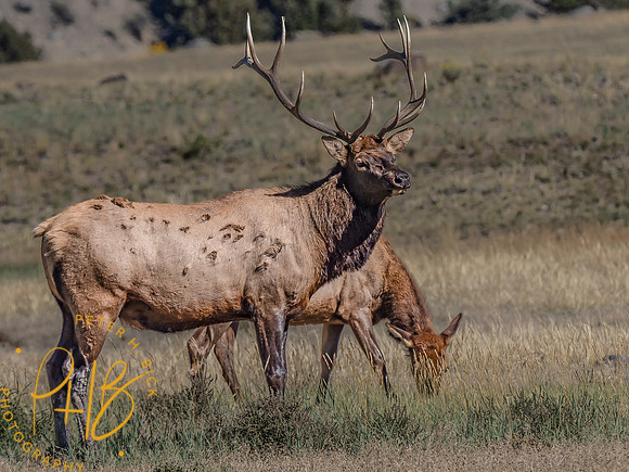 Yellowstone Trip 9-2023 2372-Edit