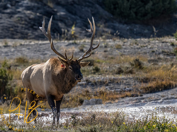 Yellowstone Trip 9-2023 2464-Edit