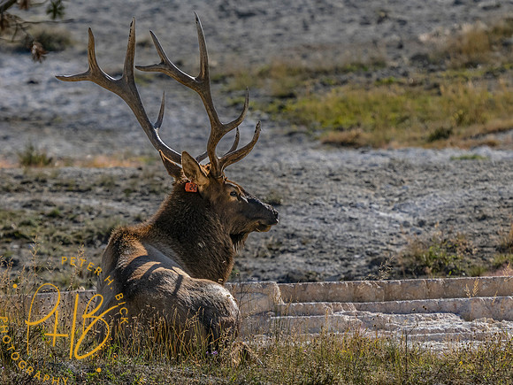 Yellowstone Trip 9-2023 2475-Edit