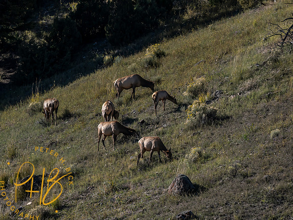 Yellowstone Trip 9-2023 2492-Edit