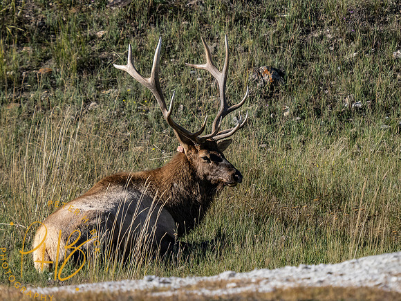 Yellowstone Trip 9-2023 2518-Edit