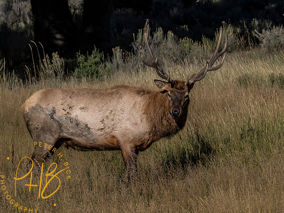 Yellowstone Trip 9-2023 2558-Edit