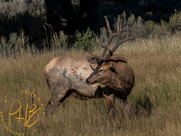 Yellowstone Trip 9-2023 2560-Edit