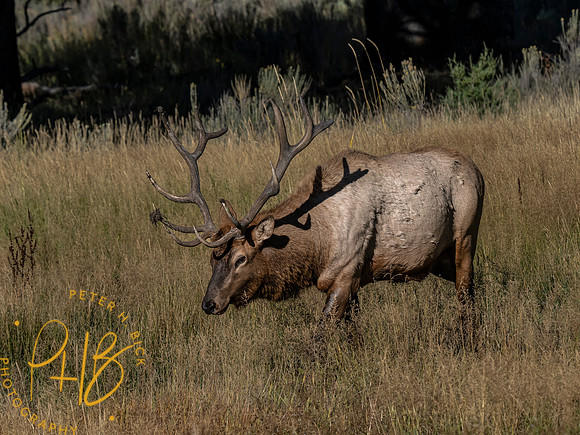 Yellowstone Trip 9-2023 2565-Edit