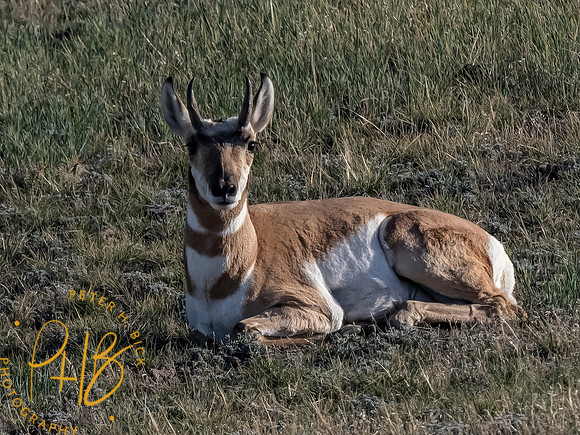 Yellowstone Trip 9-2023 2581-Edit