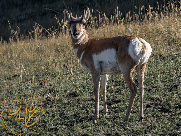 Yellowstone Trip 9-2023 2590-Edit