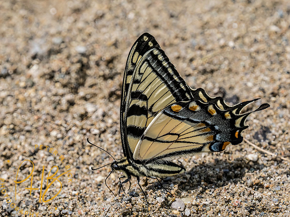 -Indiana Birds and Wildlife 2022 5402-Edit-Edit