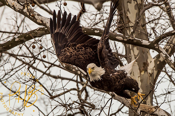 Bald Eagle 2016 0259
