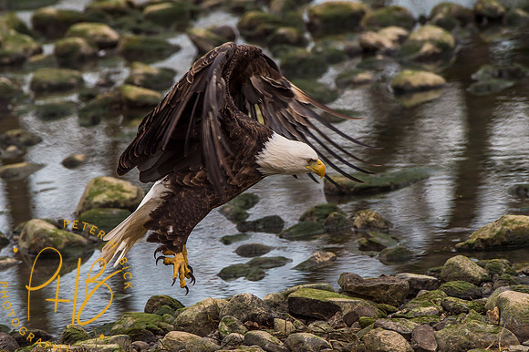 Bald Eagle 2016 0312