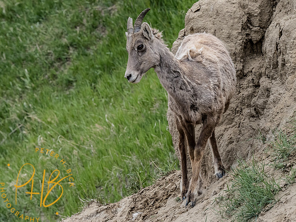 Yellowstone Trip 2021 0153-Edit