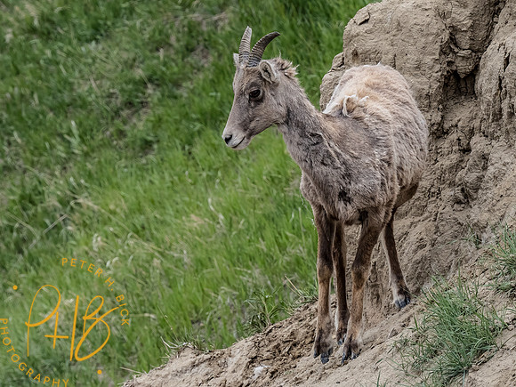 Yellowstone Trip 2021 0157-Edit