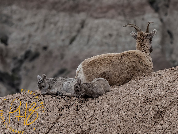 Yellowstone Trip 2021 0170-Edit
