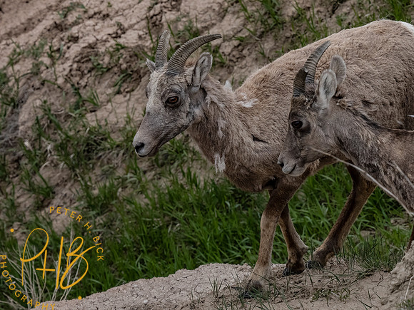 Yellowstone Trip 2021 0177-Edit