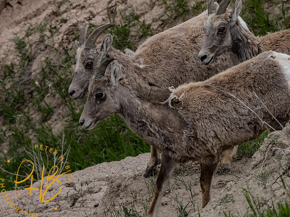 Yellowstone Trip 2021 0178-Edit
