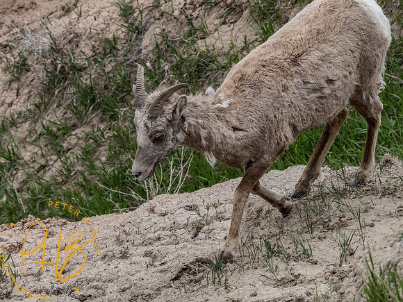 Yellowstone Trip 2021 0186-Edit
